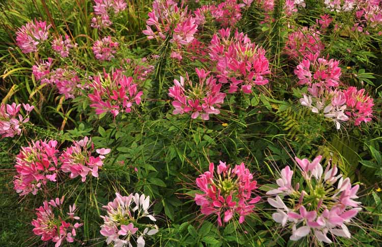 flowers